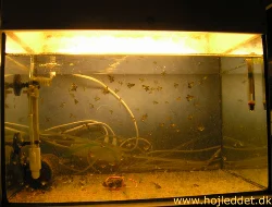 The first of my medium-sized breeding aquariums with a school of black tetras.
