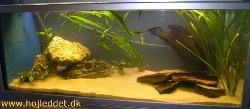 Jeg har nu lagt akvariet om og skiftet bundlag til fint sand (0,3-0,7 mm kornstørrelse).<br>Jeg tømte akvariet den 5-8-2004 og forventer at sætte fisk i den 7-8-2004.
