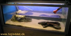 Efter der er lagt nyt bundlag, sten og kalk i, fyldte jeg akvariet lidt over halvt op med frisk vand - resten tog jeg fra det øverste 325 liters akvarium.
