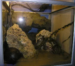 Decoration and equipment are in place here - background, lime, substrate and plants, as well as heater and filter.
