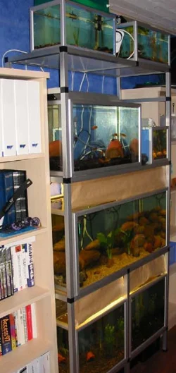 Here the rack has been changed to version II, but I still need to move some aquariums.
