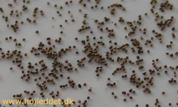 Nærbillede af æggene - de er bittesmå.