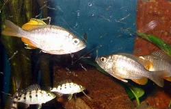 Fiskenes "lørdagsslik" – levende klare myggelarver.