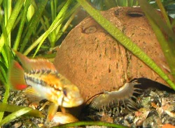 A finished coconut cave placed in the aquarium.