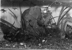 Her er et billede fra mit gamle 150 liters.