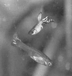 Jeg har også altid været glad for leopardguppyer.
