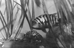 De gode gamle Zebracichlider - de fik unger og dominerede totalt akvariet.
