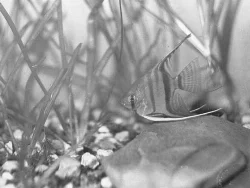 Drømmen om at få et kuld Scalare unger var meget gammel, men jeg havde kun råd til to stk.
