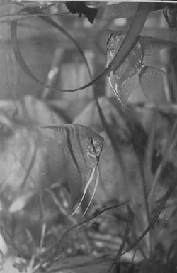 Jeg tror at disse to var hunner, så der var næppe nogen chance for at det nogensinde ville have givet unger.
