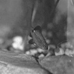 Jeg har overvejet om jeg skulle anskaffe mig nogle pragtbarber igen.
