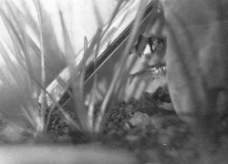 Sumatranus er også en fisk jeg godt kunne tænke mig, men den er ikke helt kompatibel med Scalare og Guppy.