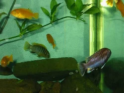 Echinodorus bleheri with a stem of runners. Eventually each of these becomes individual plants
