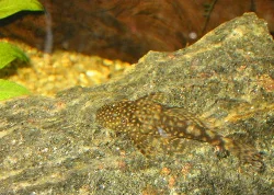 Dette er mit første billede af en sugemalle.
