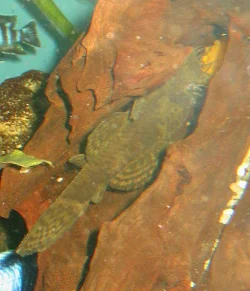 Her ses min største han med æg i hulen.
