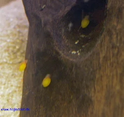 Da jeg lagde mit øverste 325 liters om, opdagede jeg at hannen havde æg. Ungerne overlevede selvom de havde stået i en murerbalje i 3-4 dage og kom tilbage i akvariet efter det kun havde stået i 2 dage, men hannen smed nogle af ungerne ud af hulen.
