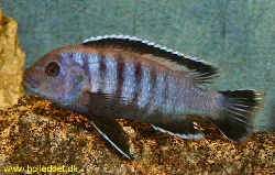 Min dominerende Pseudotropheus sp. 'ndumbi gold' han.

