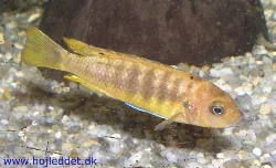 Et billede af en Pseudotropheus sp. "ndumbi gold". Taget med mit Olympus C-5060WZ.
