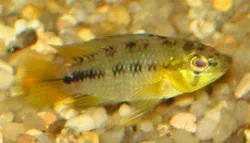 Male Apistogramma sp. "opal" 