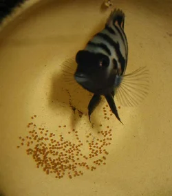 Parret har lagt æg igen, og denne gang i en urtepotte.
