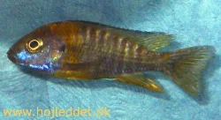 Here's a picture of the baenchi I considered chopping the head off