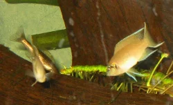 Neolamprologus brichardi