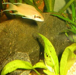 Efter kun godt en måned i akvariet kunne jeg konstatere at mine små prinsesser havde formeret sig.
