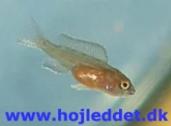 Her ses en unge, der er knap 3 uger gammel.
