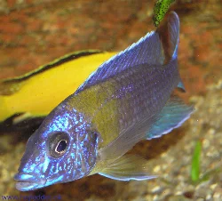 Another picture of the male. Taken with an Olympus C-770UZ.
