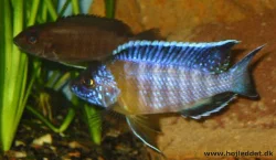 My pair has started preparing for spawning.
