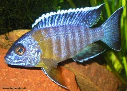 My new male has settled in significantly better than his predecessor ever did.
