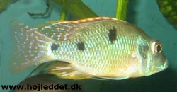*Tramitichromis intermedius*, male.
