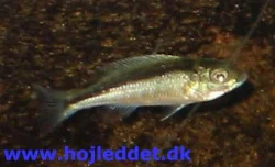 Også fra den 30. december 2003.
