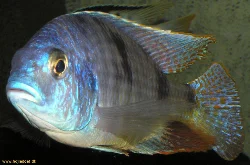 Min placodon-han før salg - fotograferet med Olympus C-770.