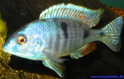 Her ses placodonens flotte farver tydeligt.