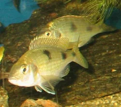 Parret (med den første han) fotograferet sammen.