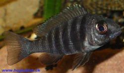 Placidochromis sp. "phenochilus tanzania" juvenile