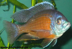 *Copadichromis borleyi* "Kadango"