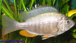 One of my females; I was lucky to get a good gender ratio in my group.