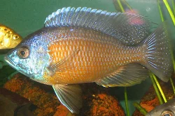 The dominant male who controls the entire tank.