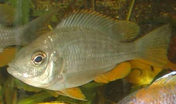 Copadichromis borleyi kadango (Kadango, Red Fin)