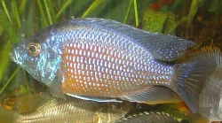 A fully colored male; the other male in the group remains dull due to dominance.