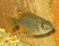A juvenile fish; it takes up to a year before they reach sexual maturity.