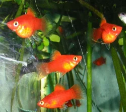 Efter initielle problemer har jeg nu haft over 200 unger, og langt de fleste er vokset op. De vokser dog mærkbart langsomt.