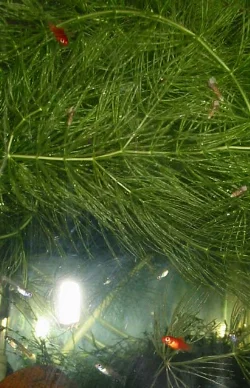 Ud af denne flok yngel på oprindeligt 10 stk, fik jeg kun to voksne fisk.