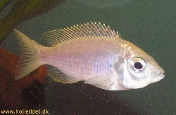 Copadichromis ilesi (Copadichromis Virginalis)
