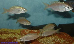 Here the entire group of *ilesi* is seen together in the tank.