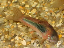 Here is one of my better pictures of the Bronze Corydoras.
