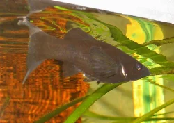 Her ses en af mine *Black Molly* hunner.