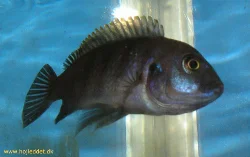 Min afra-hun gik med æg da jeg, købte den.
