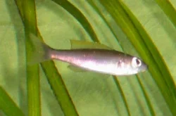 A female *C. leptosoma*; they generally display more subtle colors.
